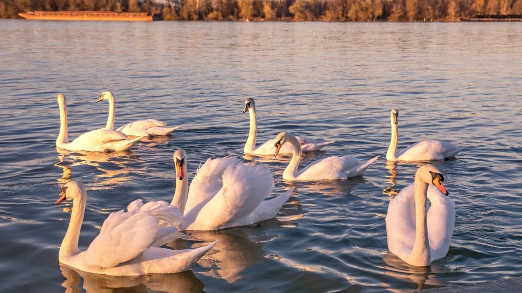 Swans in the Danube River on Zemun Promenade